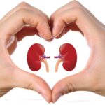 Dia Mundial do Rim: debate e esclarecimentos para a população