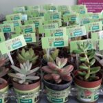 Colaboradoras ganham brinde de Dia das Mães